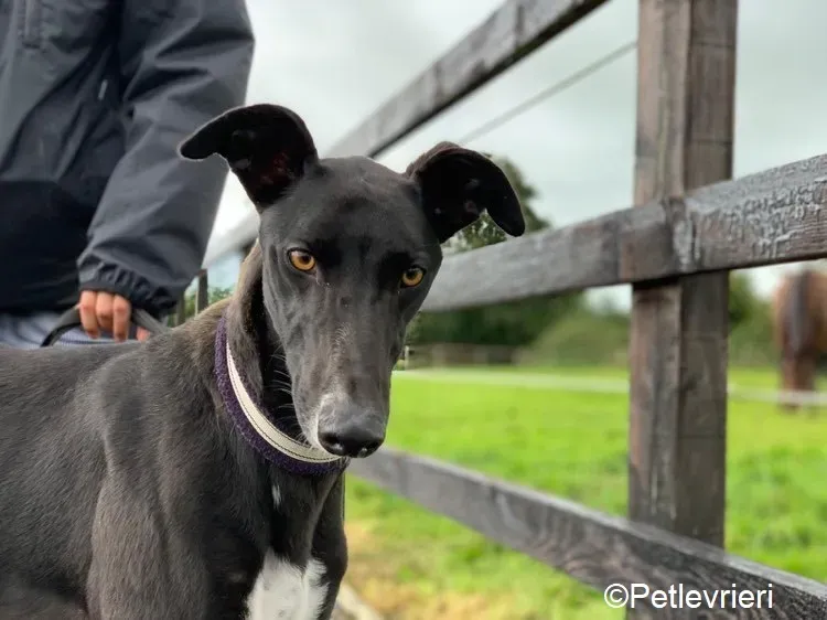 Bomber adozione levrieri greyhound 2