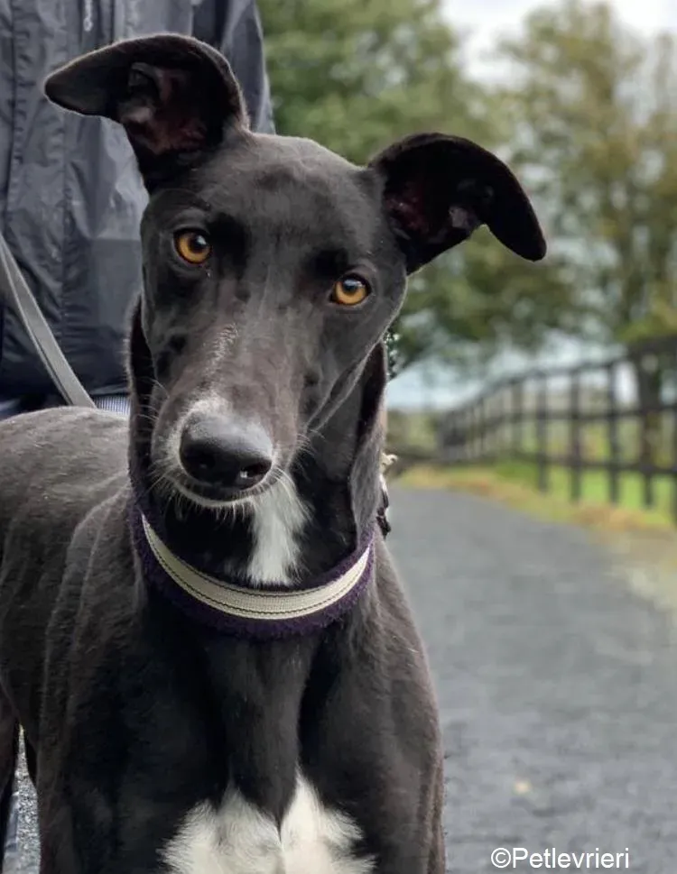 Bomber adozione levrieri greyhound 3