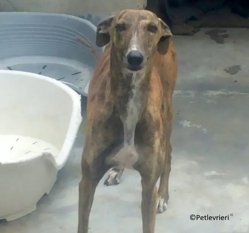 Bonita adozione levrieri galgo 01