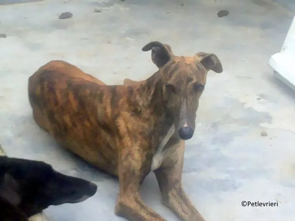 Bonita adozione levrieri galgo 02