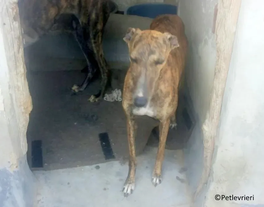 Bonita adozione levrieri galgo 04