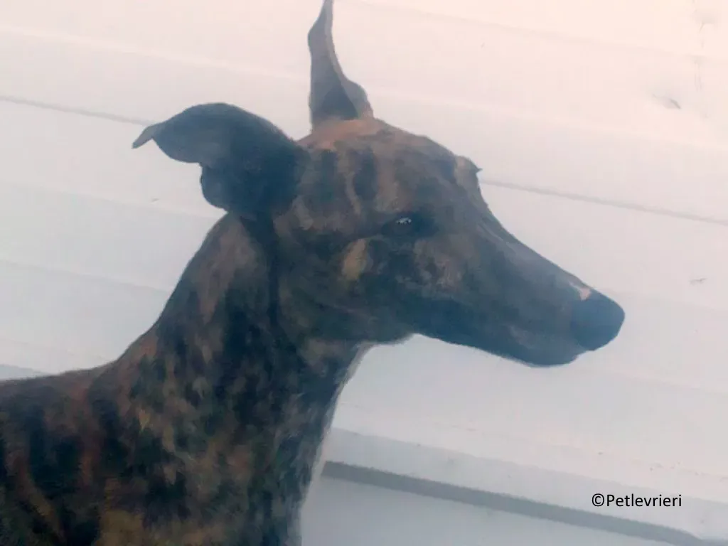 Bonita adozione levrieri galgo 05