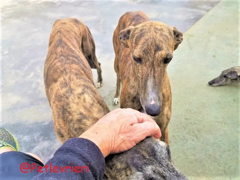 Bonita adozione levrieri galgo 30