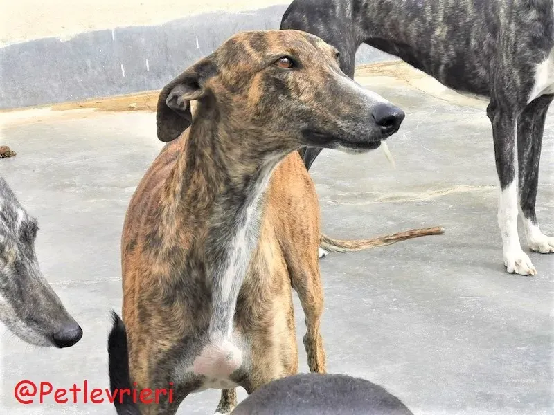 Bonita adozione levrieri galgo 31