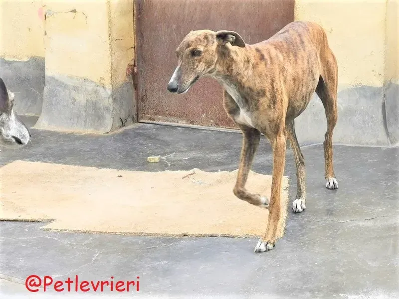 Bonita adozione levrieri galgo 32