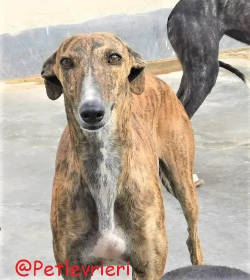 Bonita adozione levrieri galgo 33