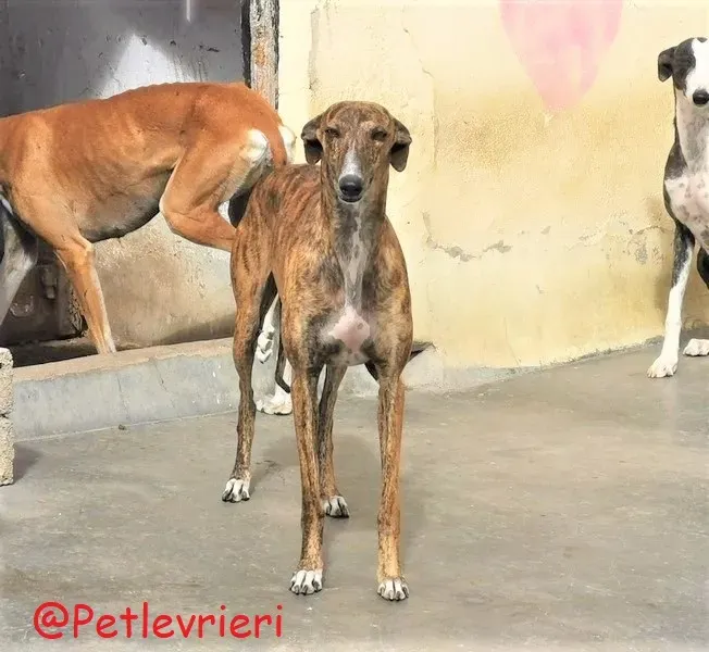 Bonita adozione levrieri galgo 34