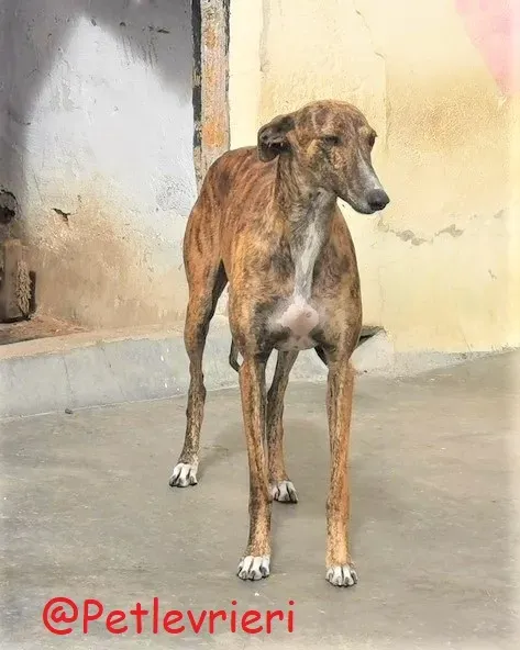 Bonita adozione levrieri galgo 35