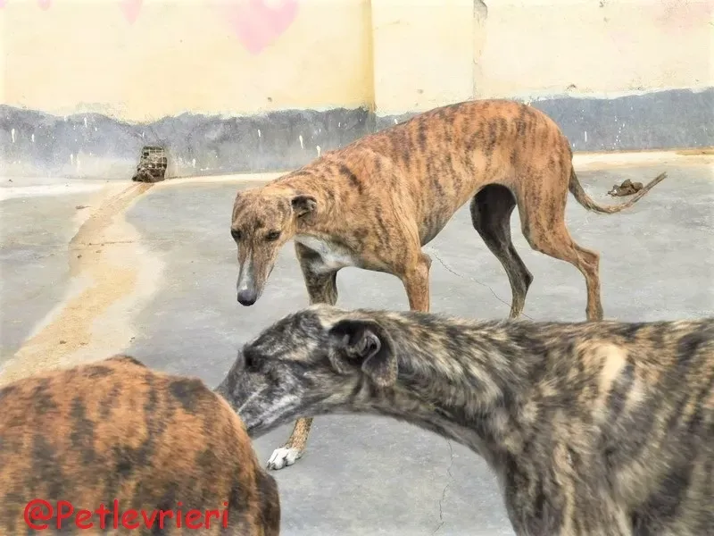 Bonita adozione levrieri galgo 36