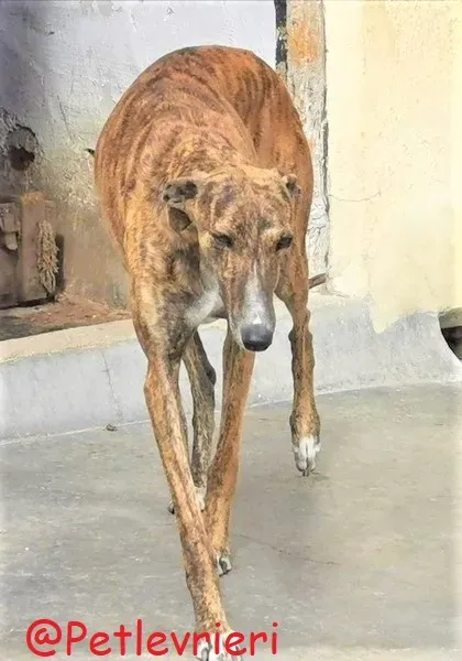 Bonita adozione levrieri galgo 37