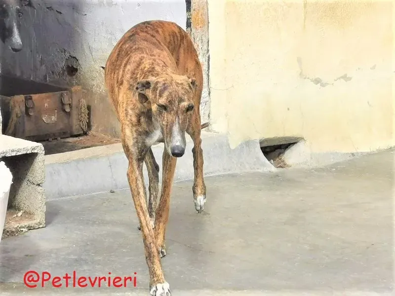 Bonita adozione levrieri galgo 38