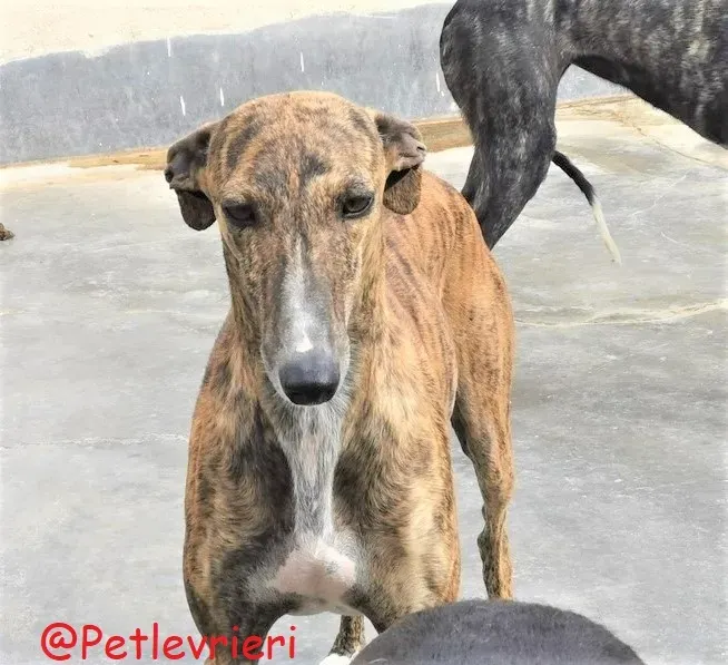 Bonita adozione levrieri galgo 39