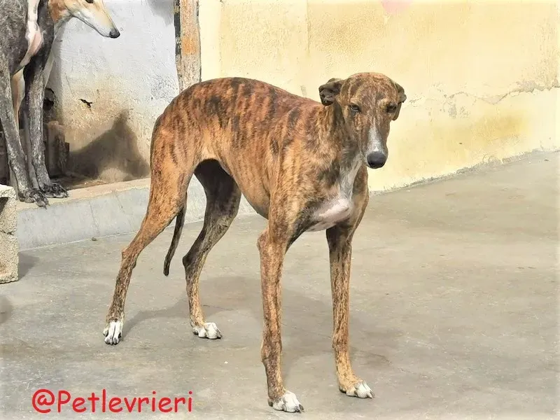 Bonita adozione levrieri galgo 40