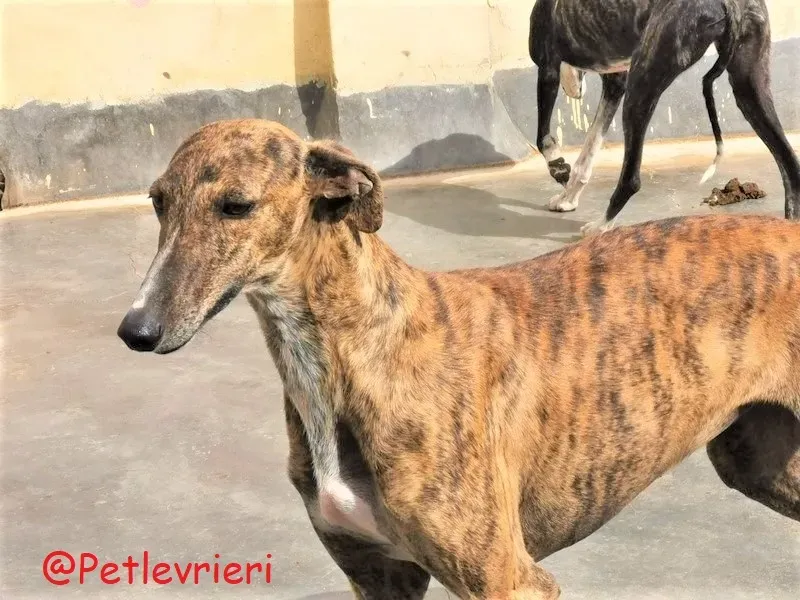 Bonita adozione levrieri galgo 41