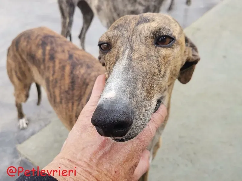 Bonita adozione levrieri galgo 42