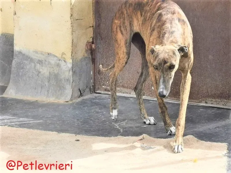 Bonita adozione levrieri galgo 43