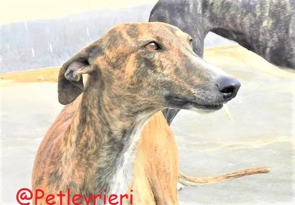 Bonita adozione levrieri galgo 44