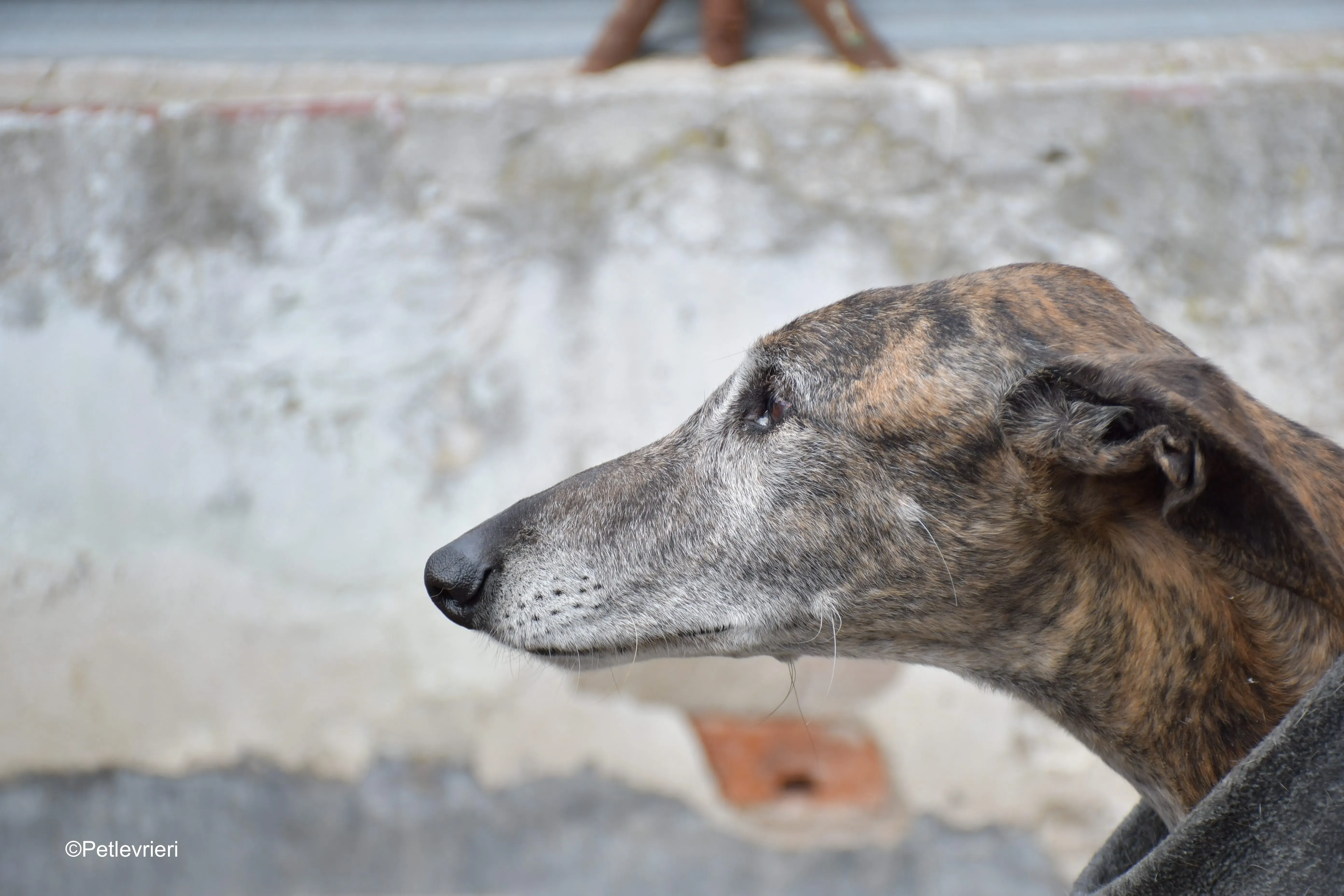 Bonito adozione levrieri galgo 1