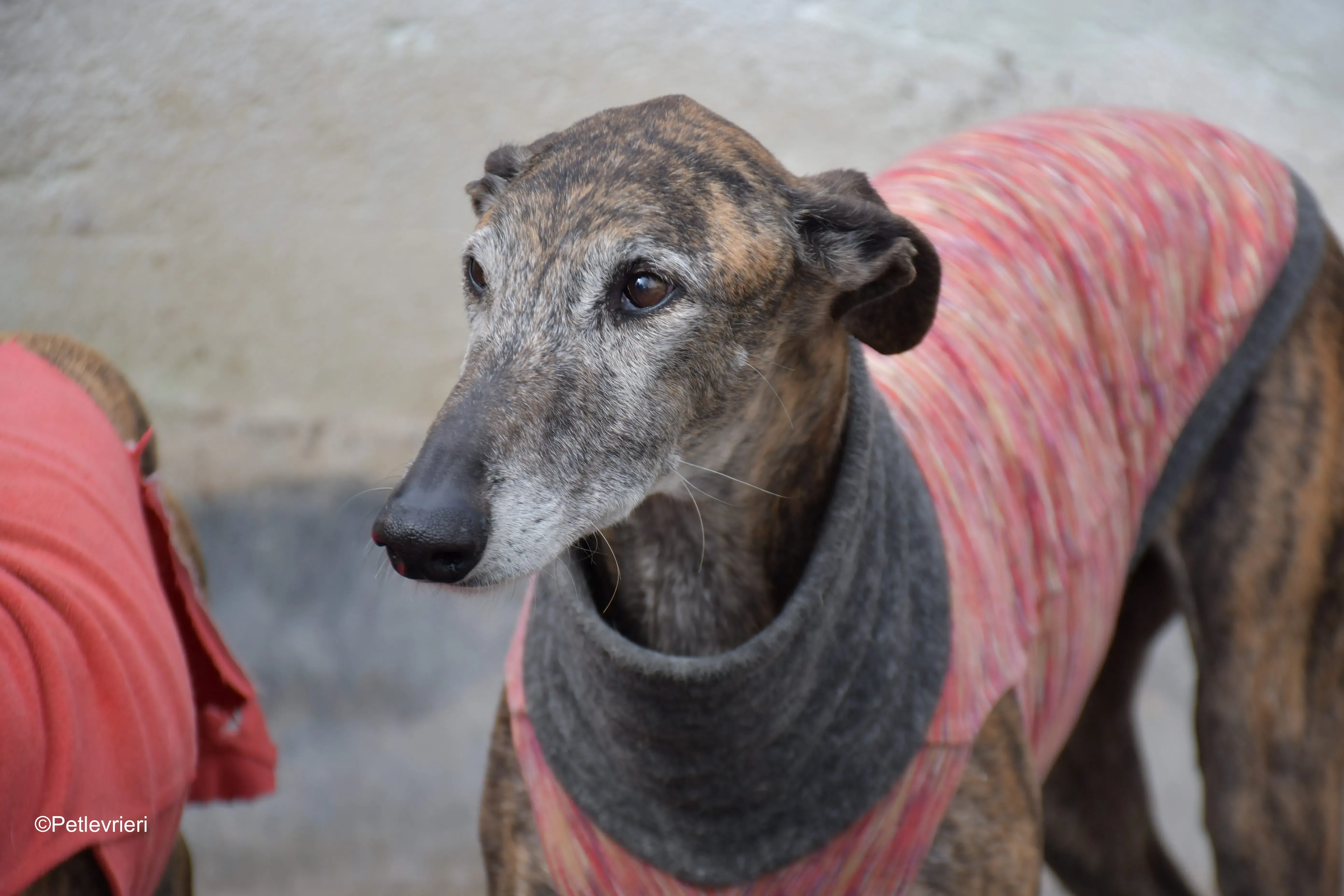 Bonito adozione levrieri galgo 10