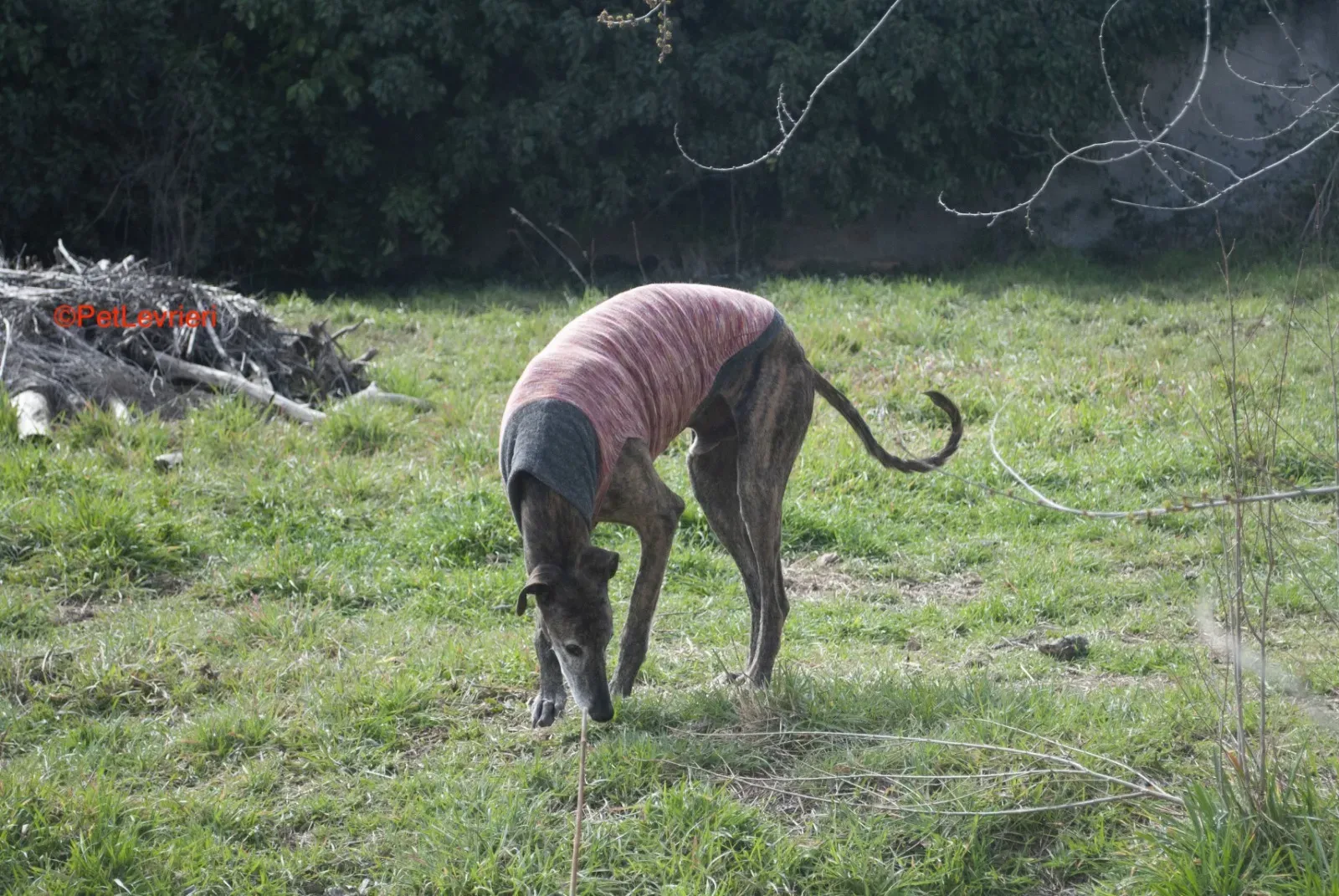 Bonito adozione levrieri galgo 10