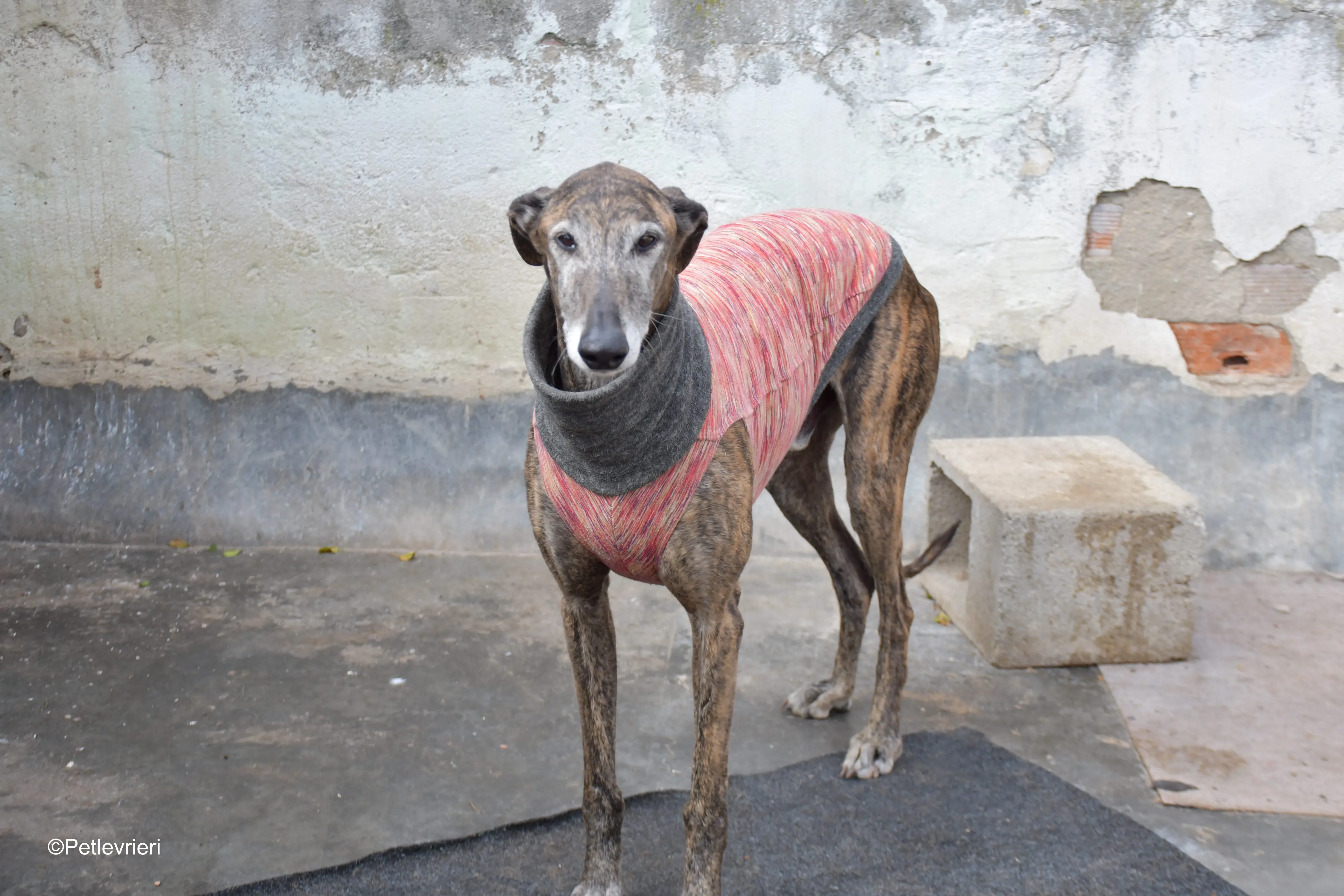 Bonito adozione levrieri galgo 11