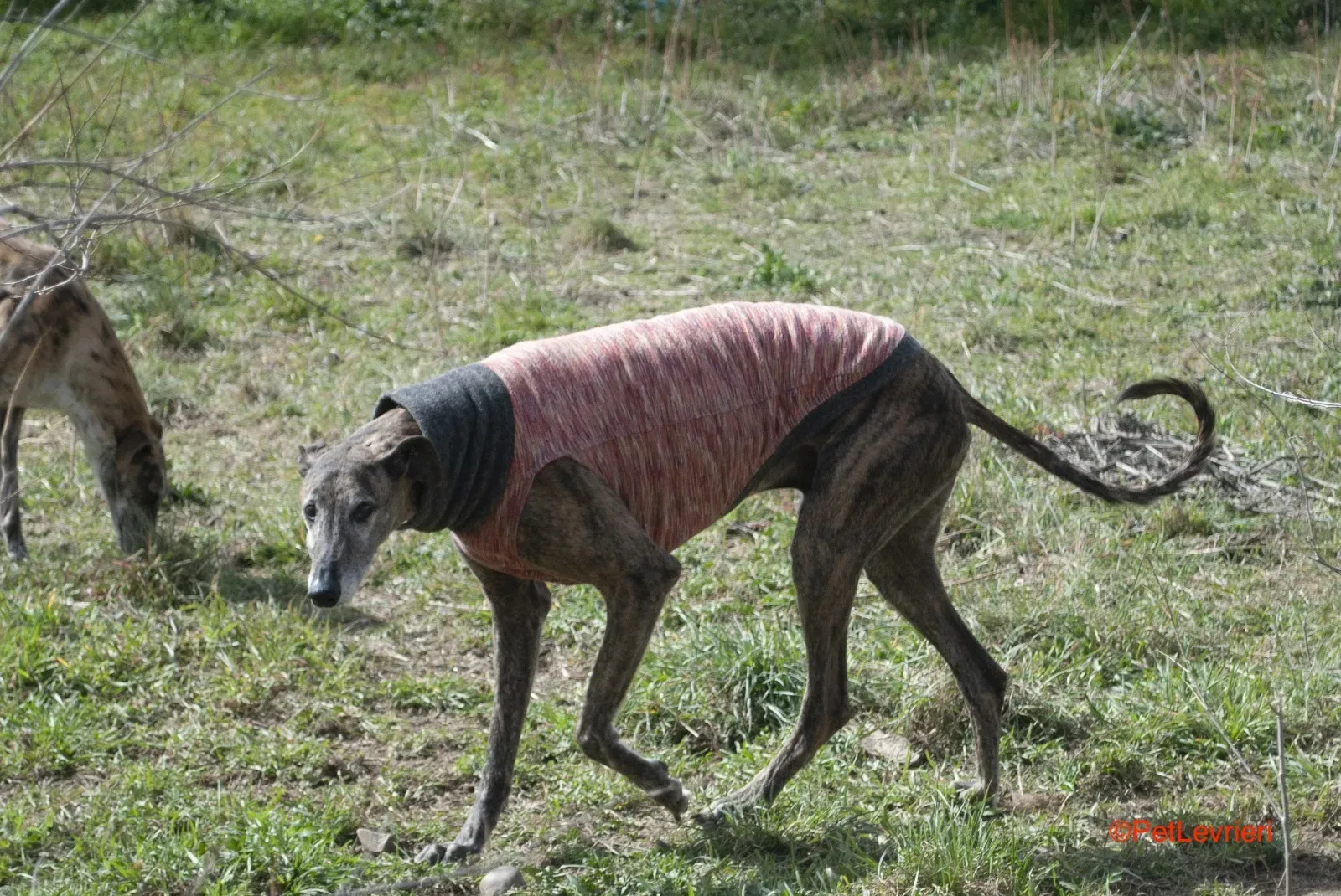 Bonito adozione levrieri galgo 11