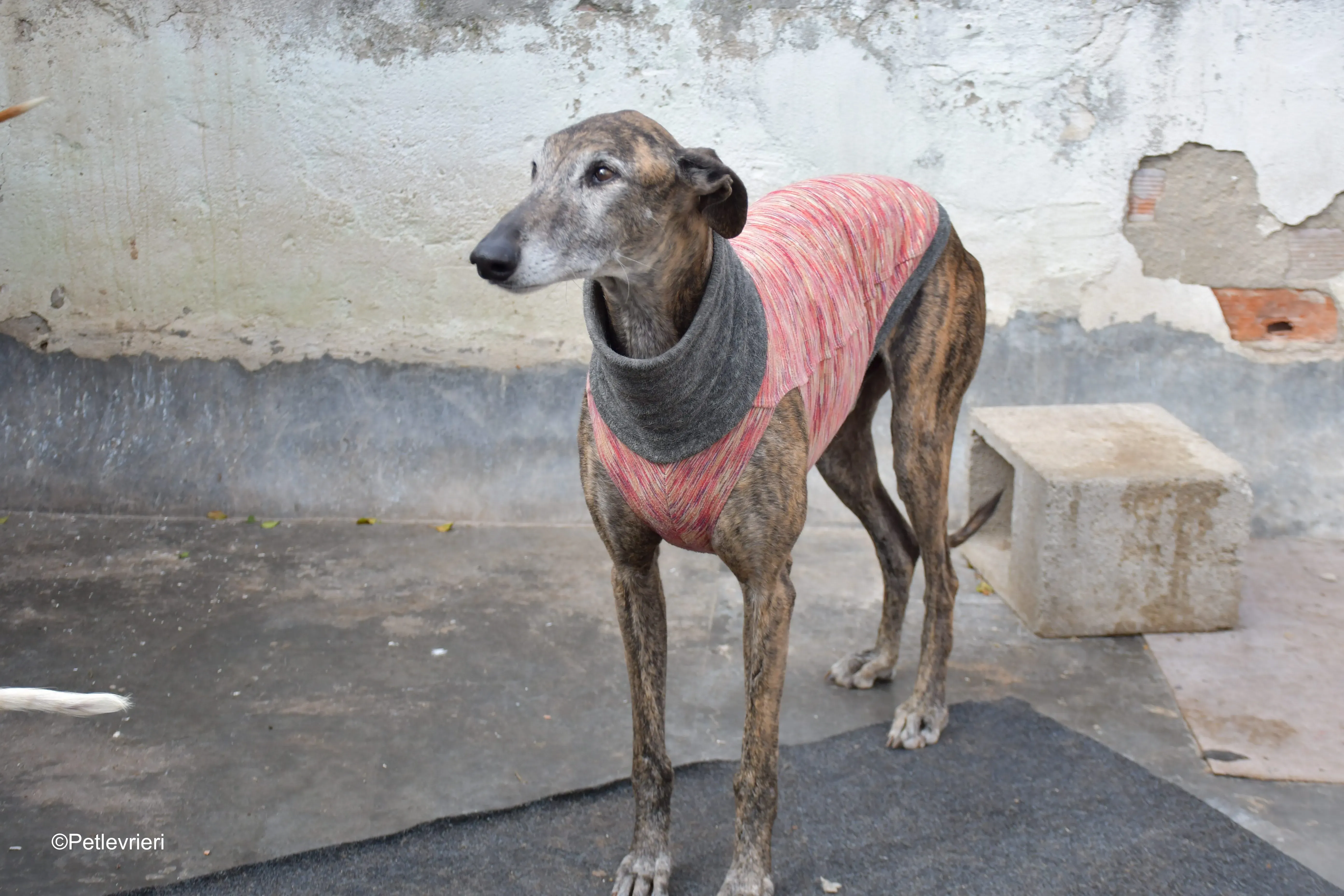 Bonito adozione levrieri galgo 12