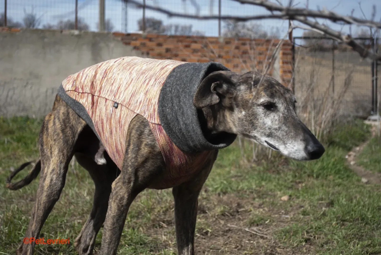 Bonito adozione levrieri galgo 12