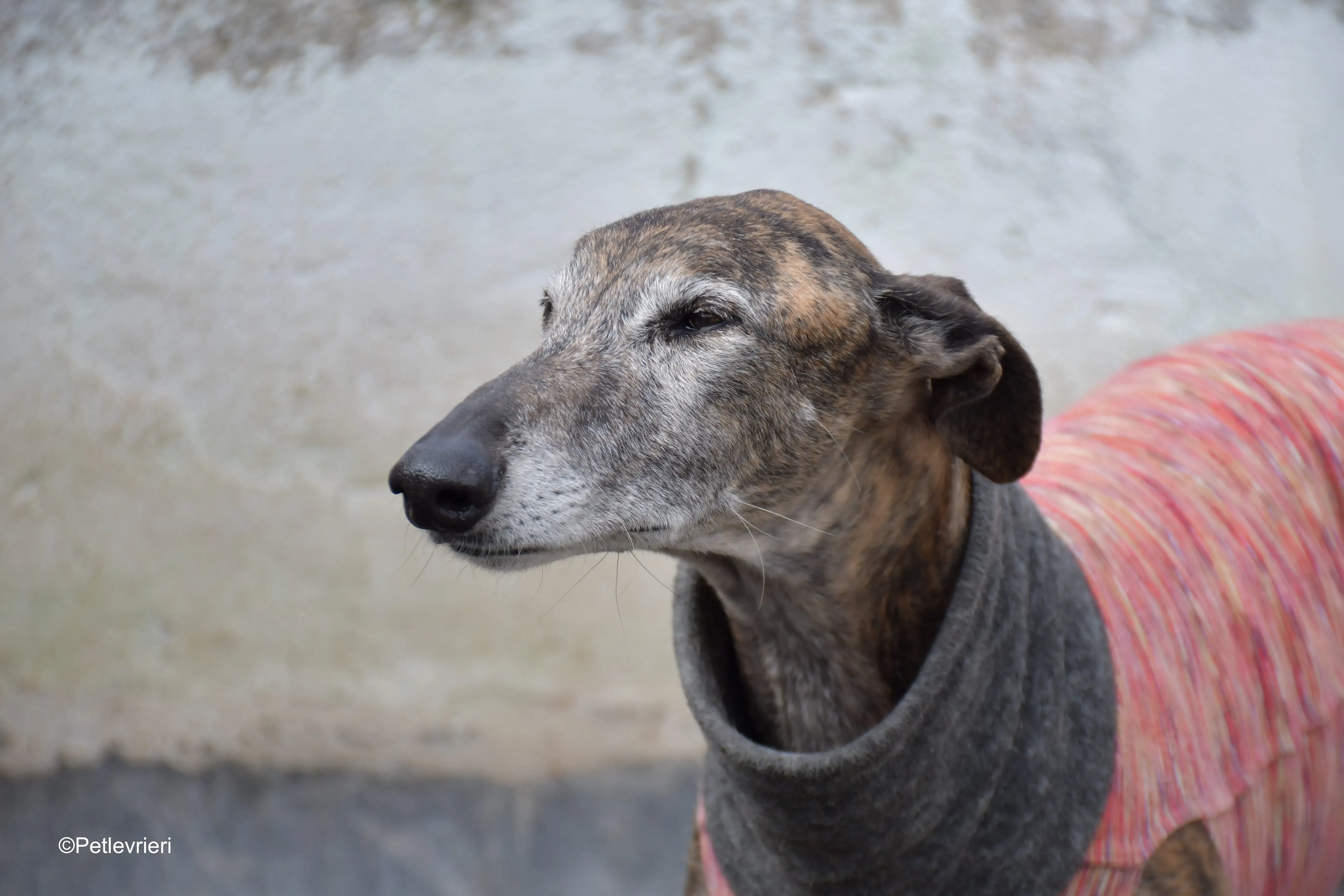 Bonito adozione levrieri galgo 13