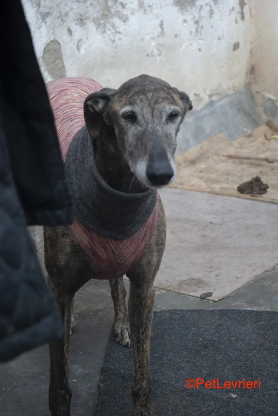 Bonito adozione levrieri galgo 13