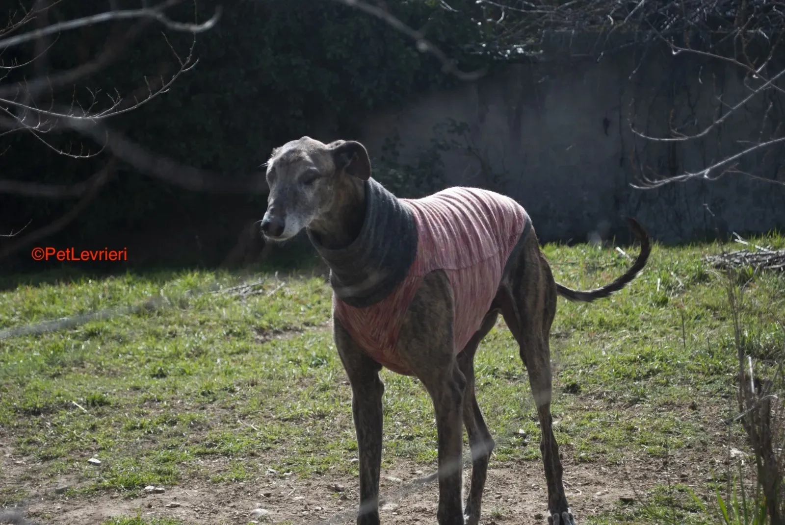 Bonito adozione levrieri galgo 14