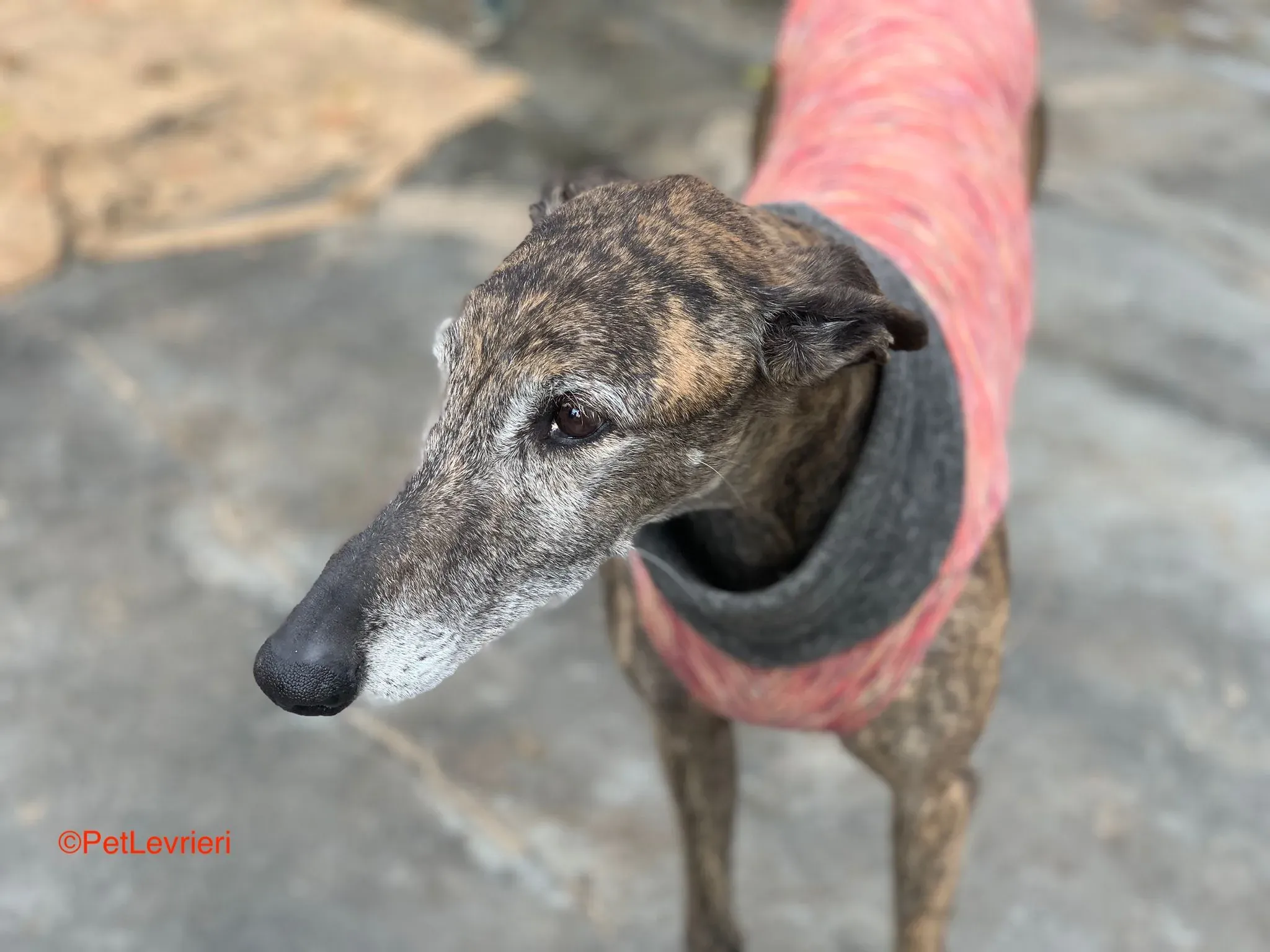 Bonito adozione levrieri galgo 5