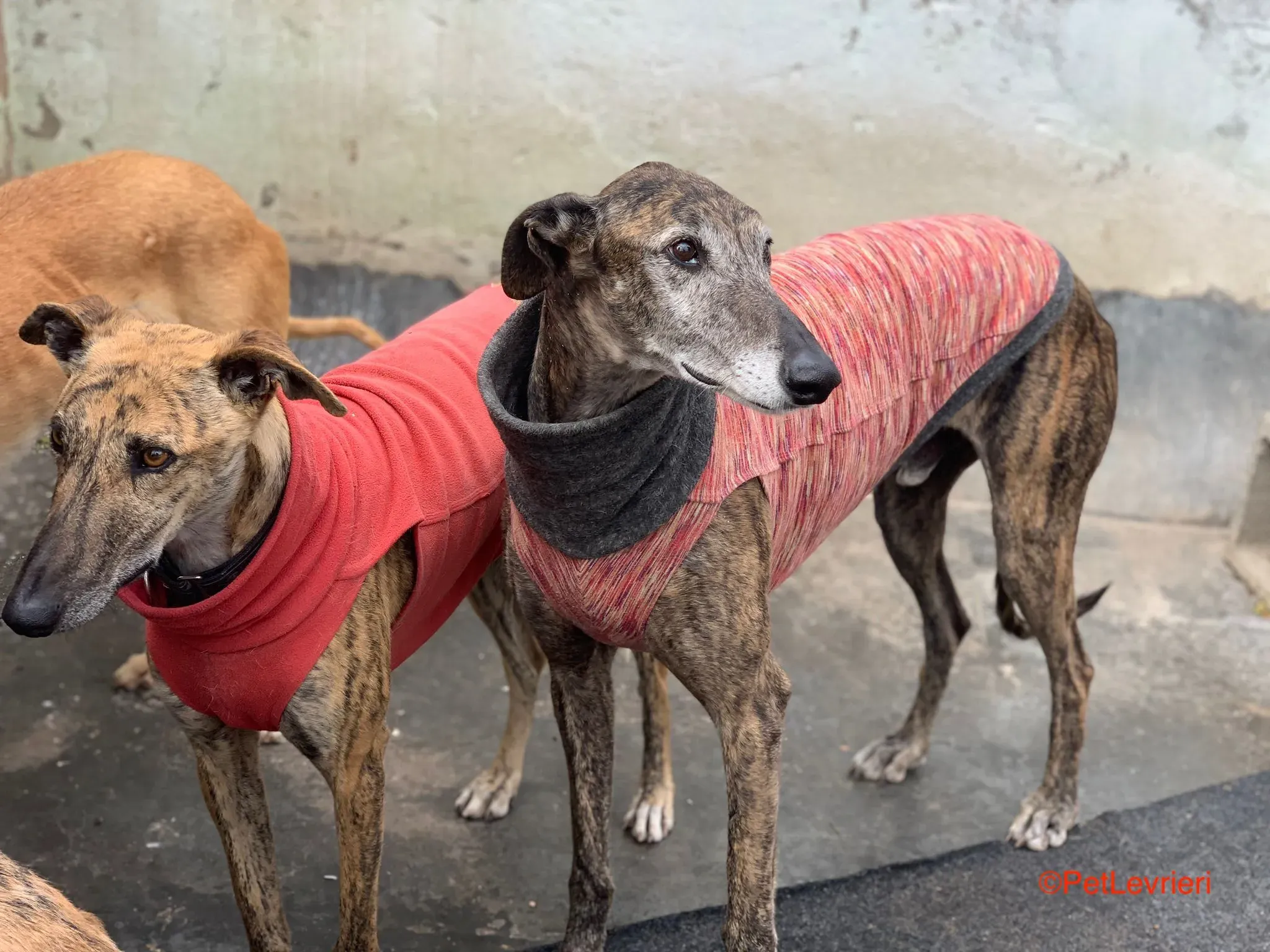 Bonito adozione levrieri galgo 1