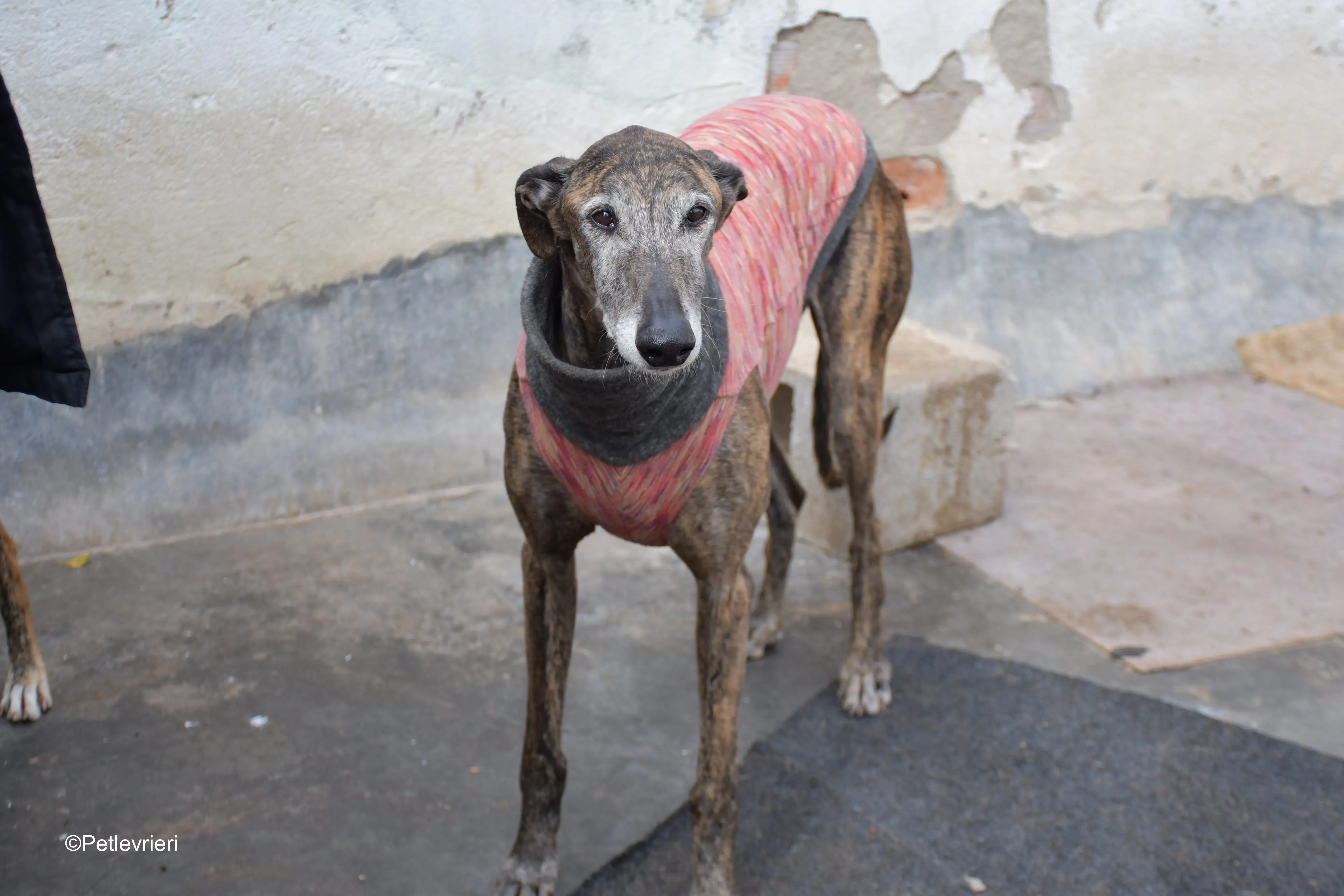 Bonito adozione levrieri galgo 6