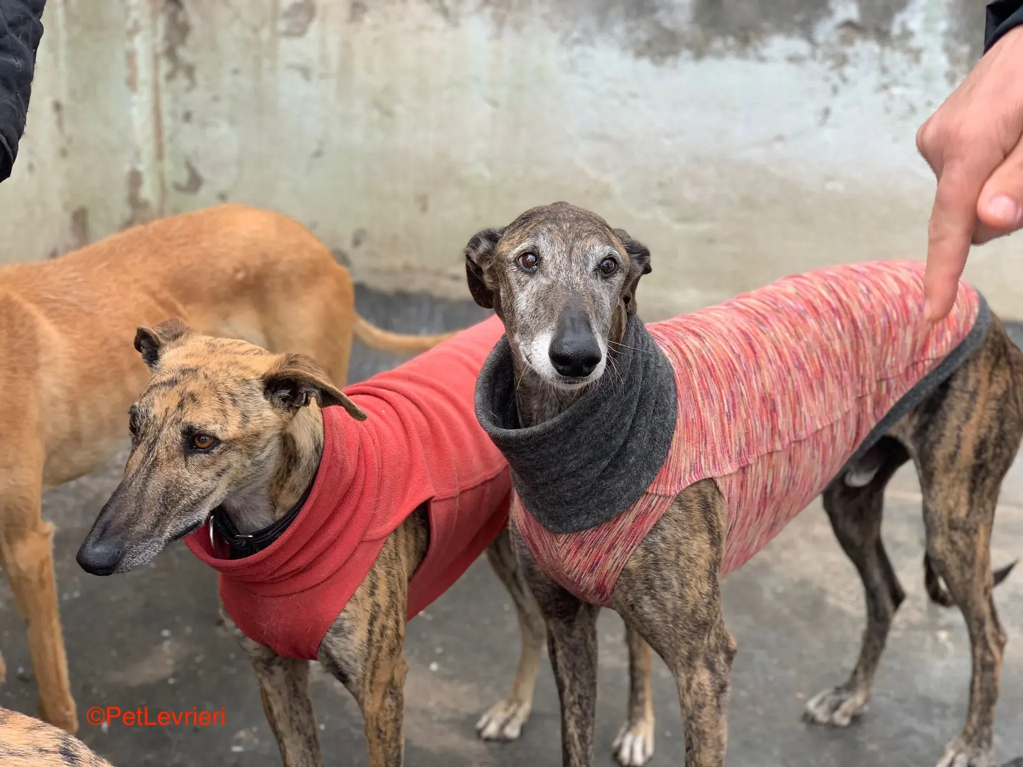 Bonito adozione levrieri galgo 6