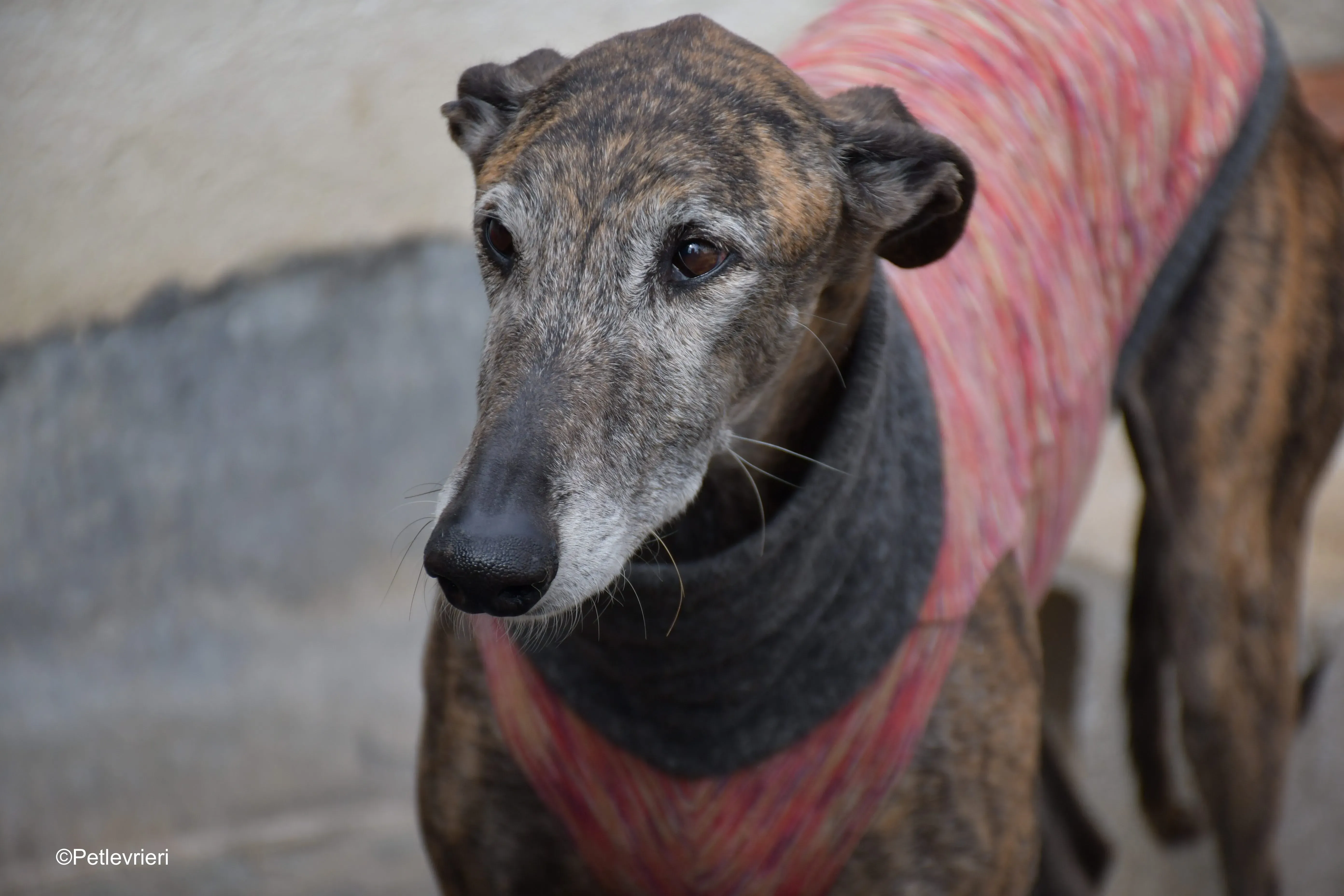 Bonito adozione levrieri galgo 7