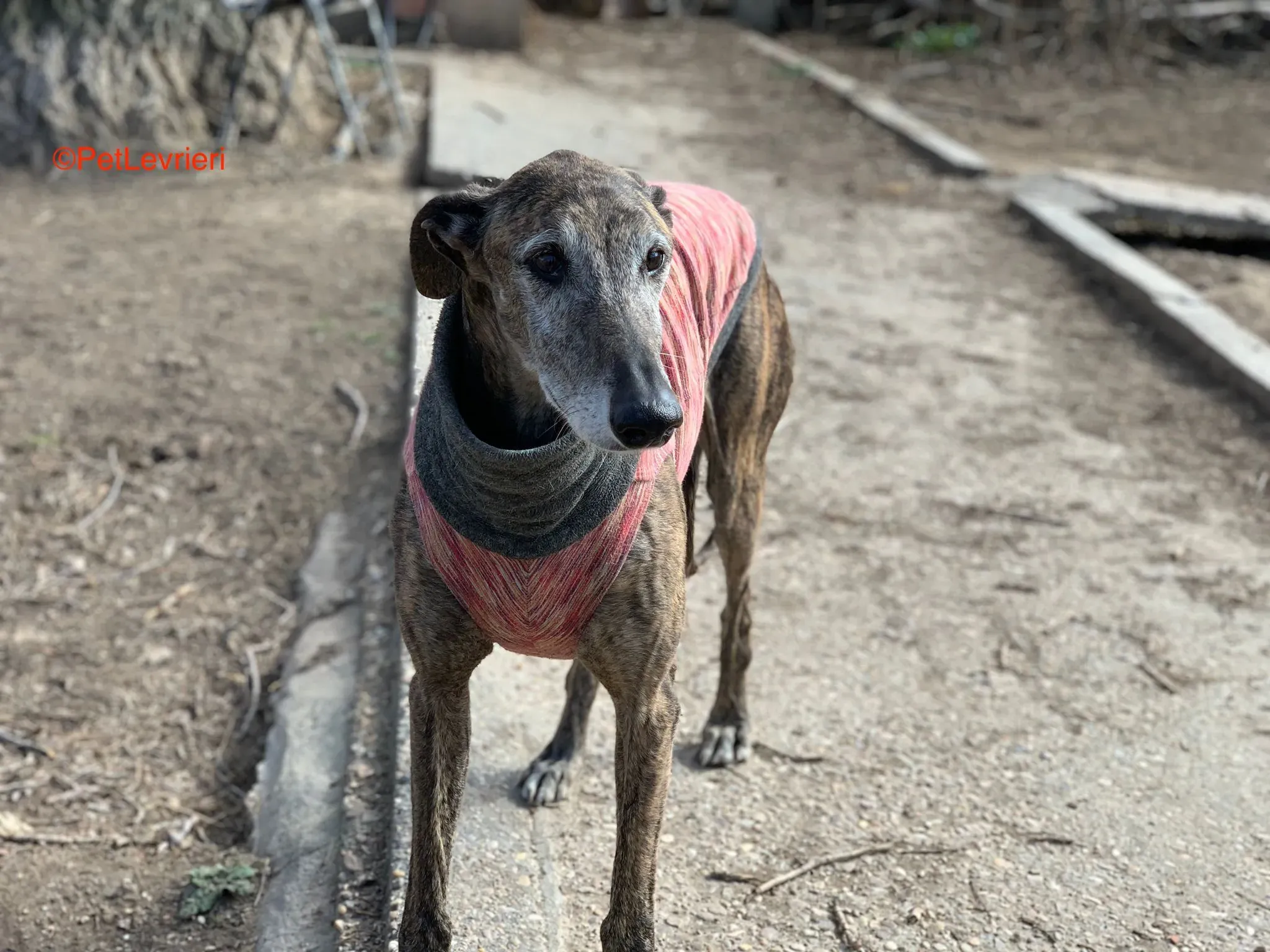 Bonito adozione levrieri galgo 7