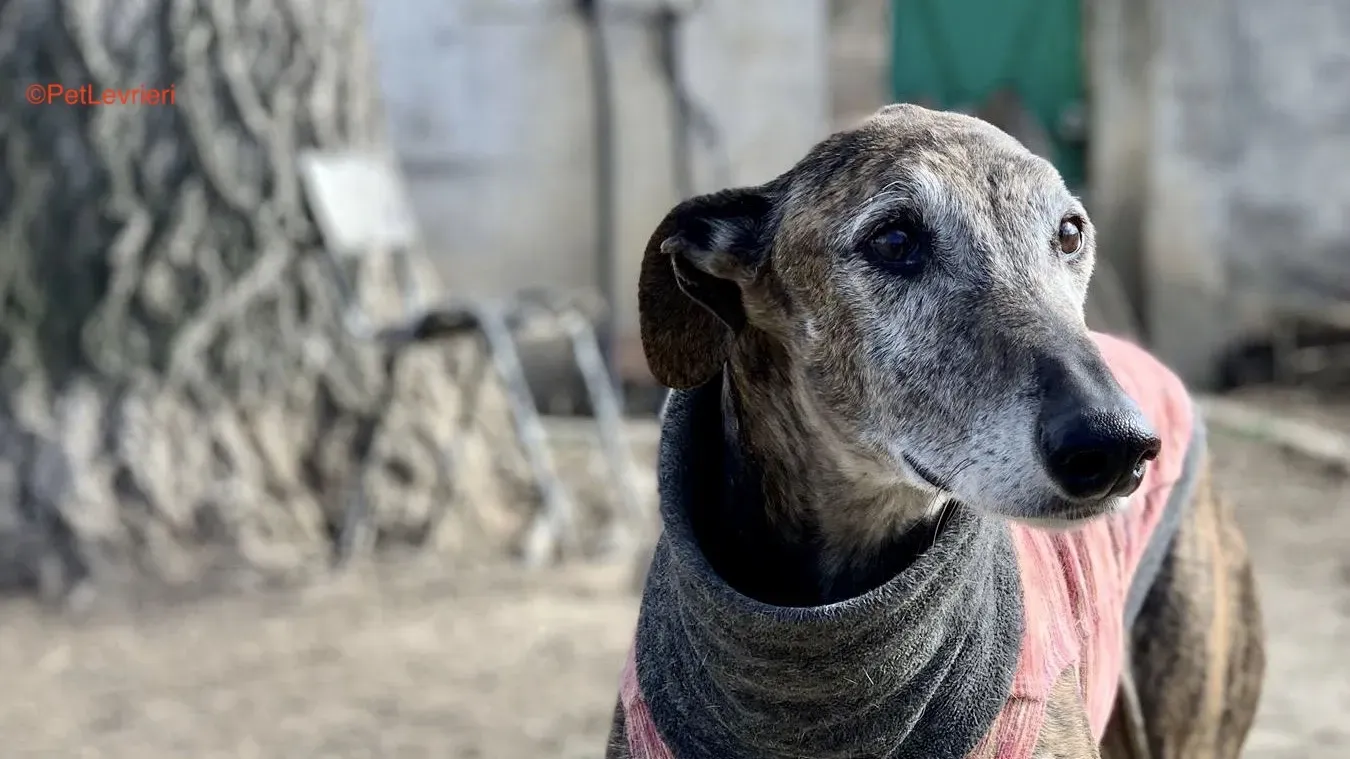 Bonito adozione levrieri galgo 8