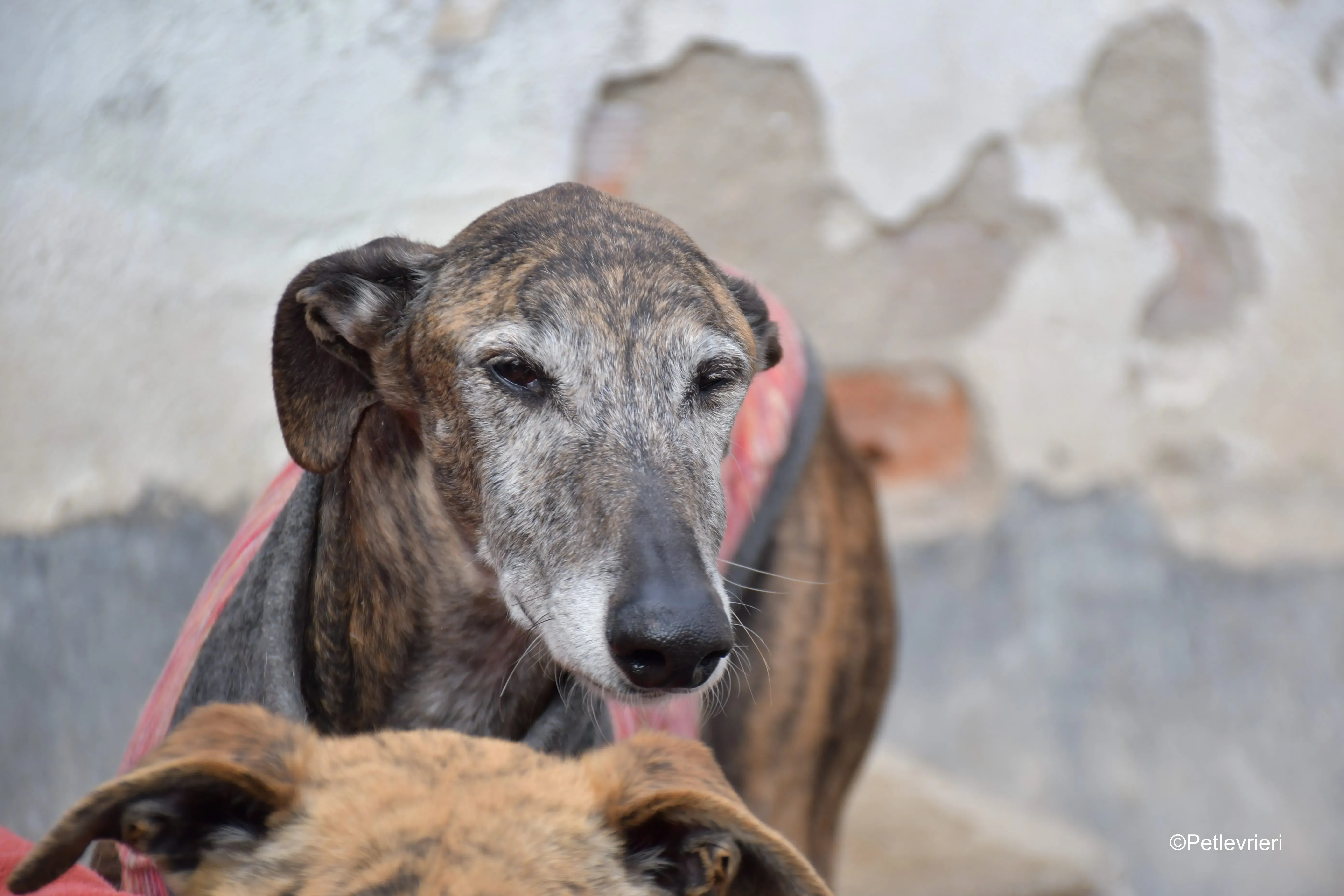 Bonito adozione levrieri galgo 9