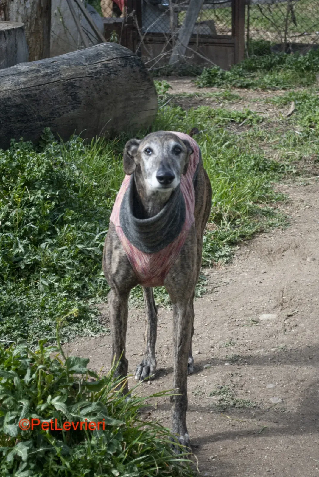 Bonito adozione levrieri galgo 9