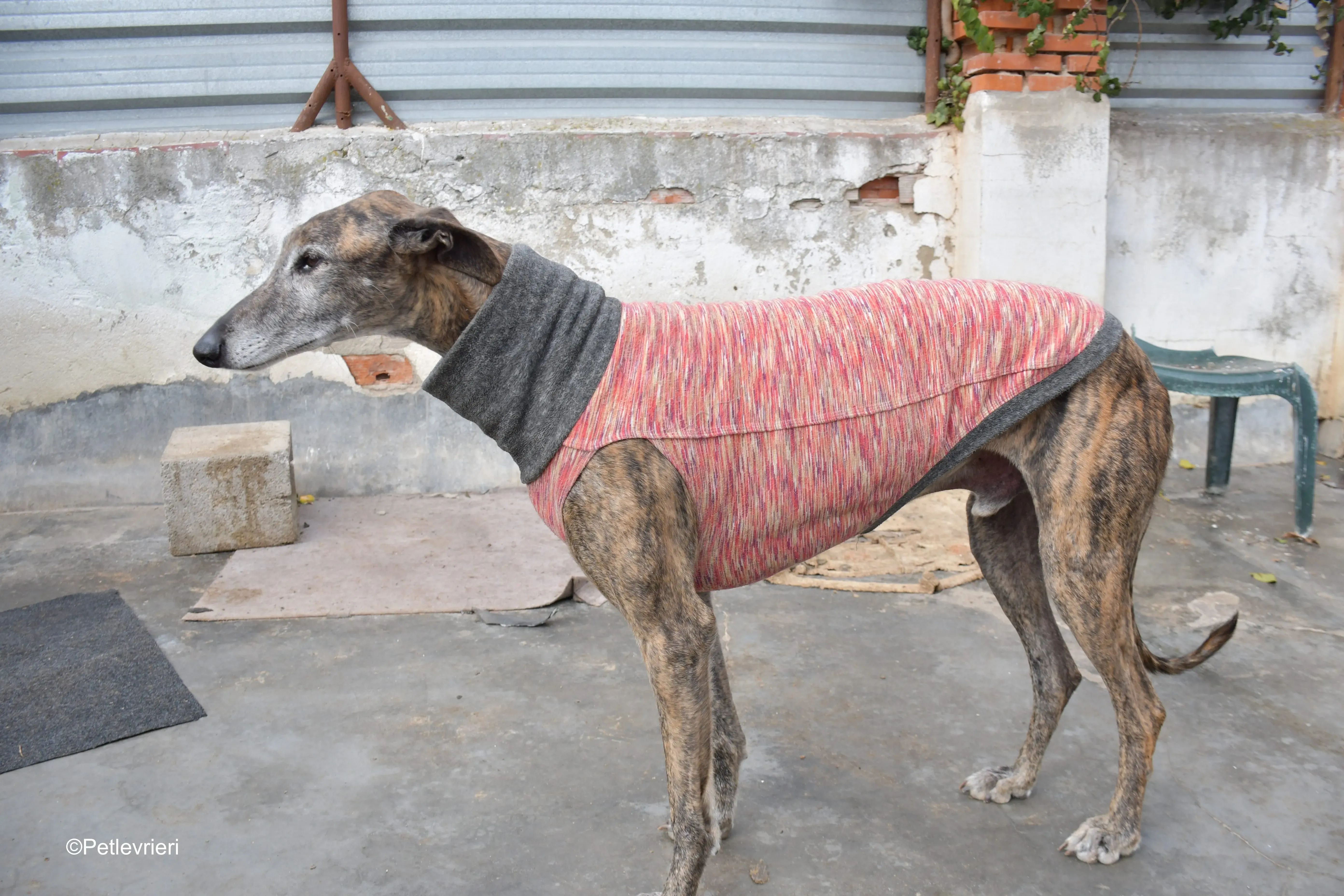 Bonito adozione levrieri galgo 2