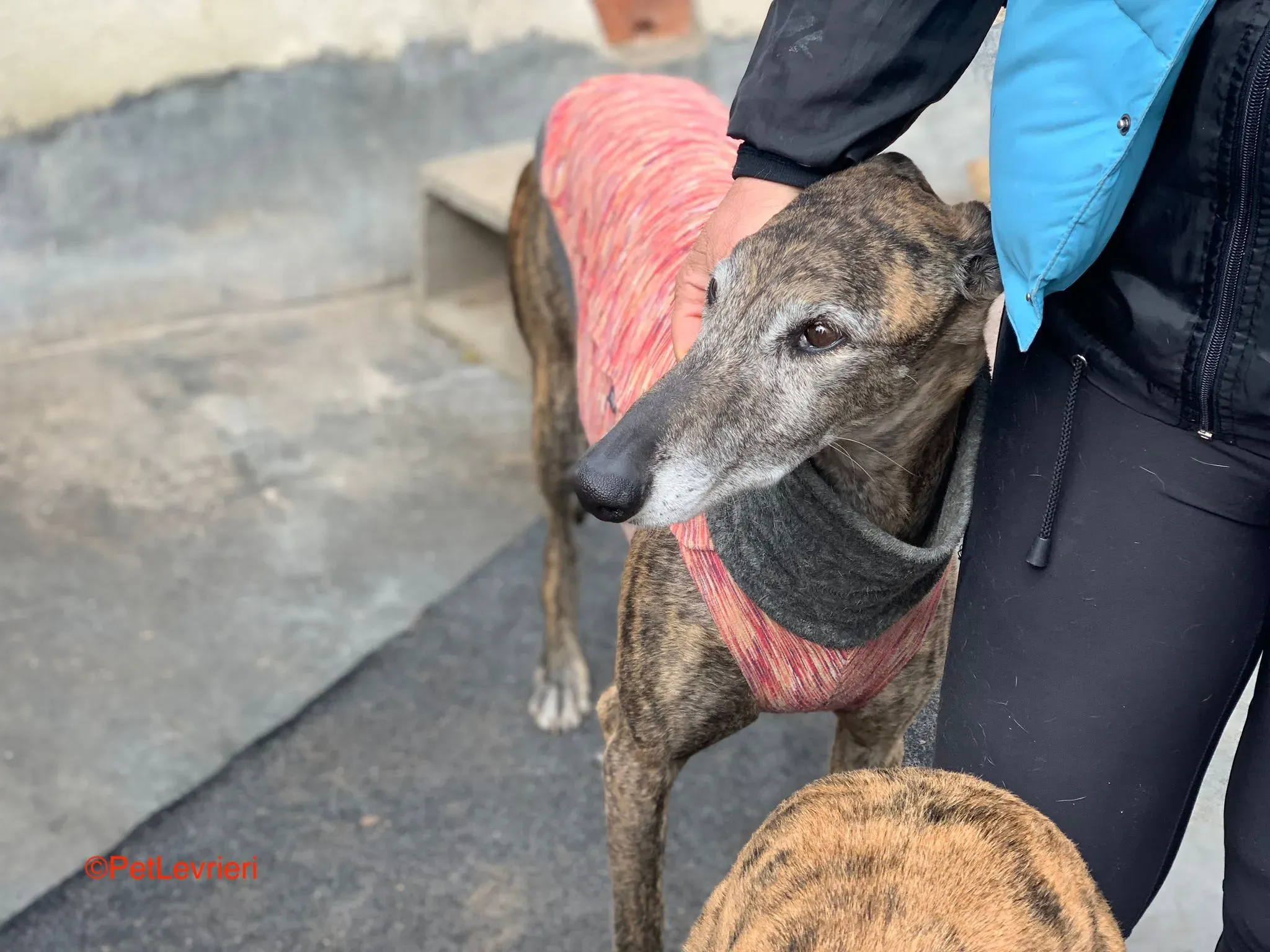 Bonito adozione levrieri galgo 2