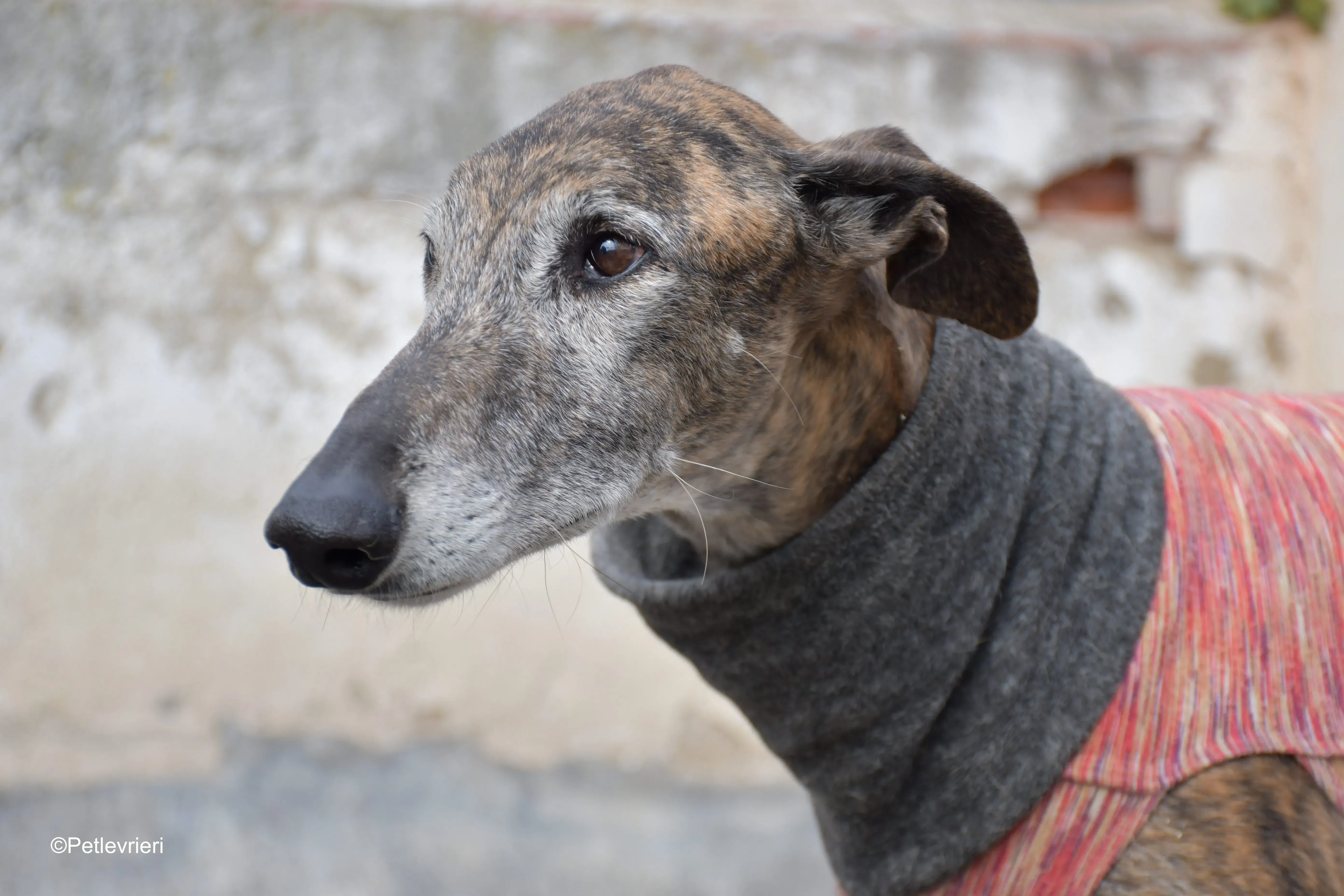 Bonito adozione levrieri galgo 3