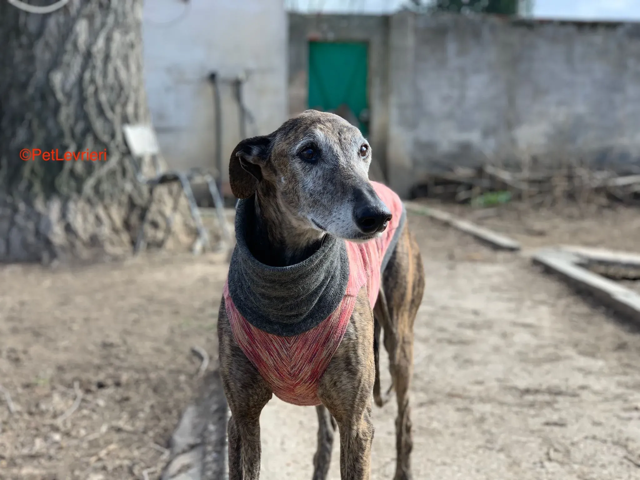 Bonito adozione levrieri galgo 3