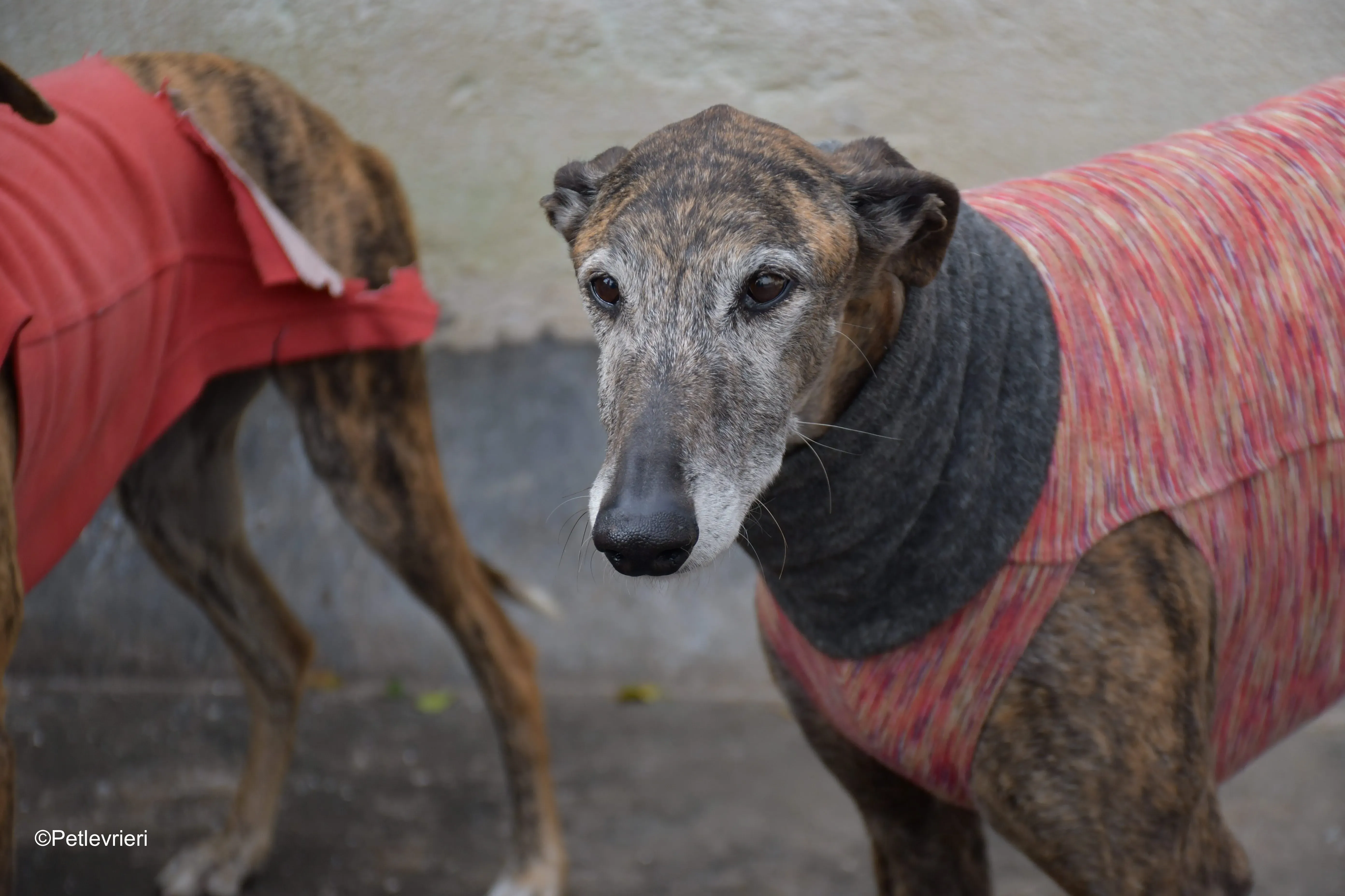 Bonito adozione levrieri galgo 4