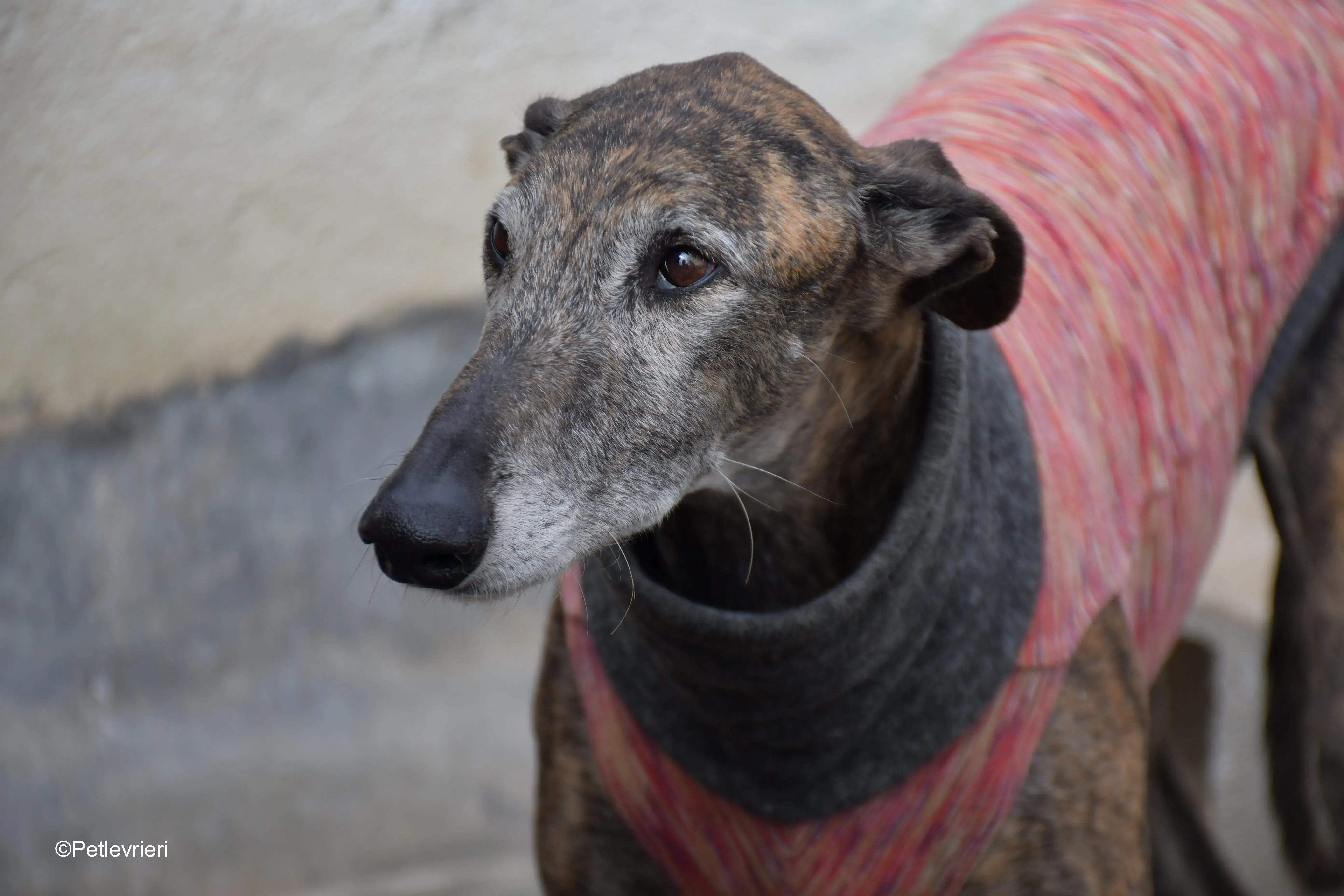 Bonito adozione levrieri galgo 8 1