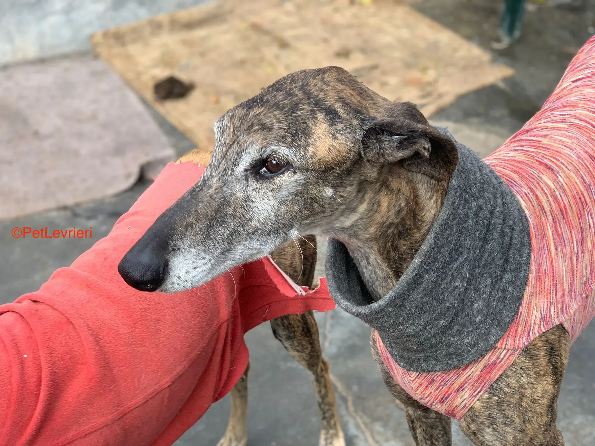 Bonito adozione levrieri galgo 4