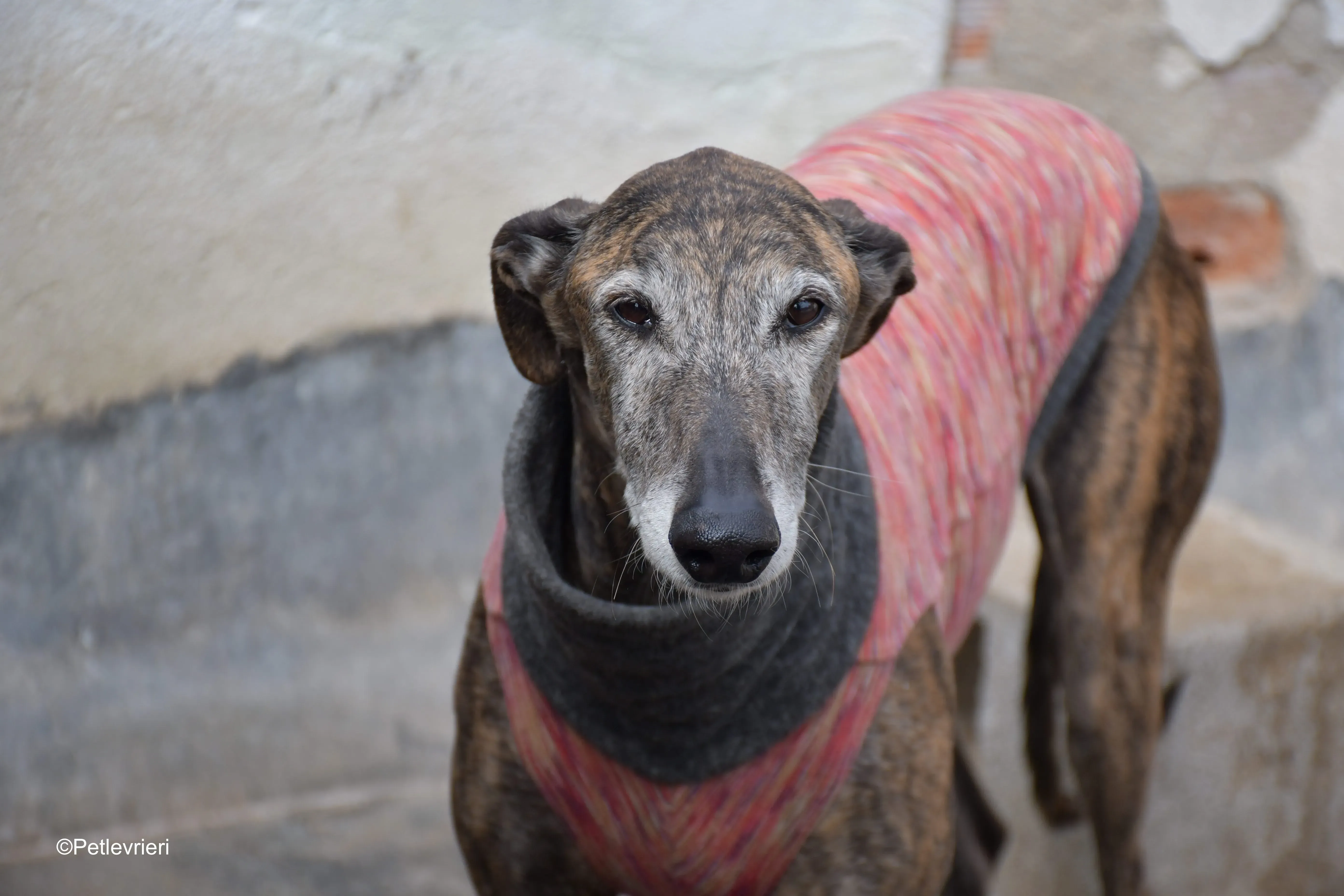 Bonito adozione levrieri galgo 5