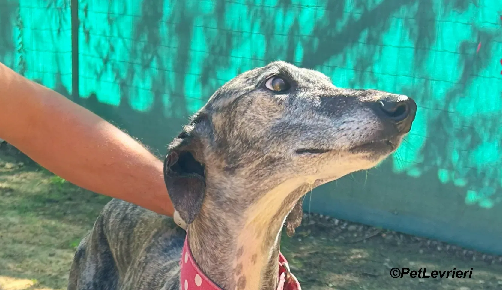 Bonnie galgo adozione pet levrieri onlus 1