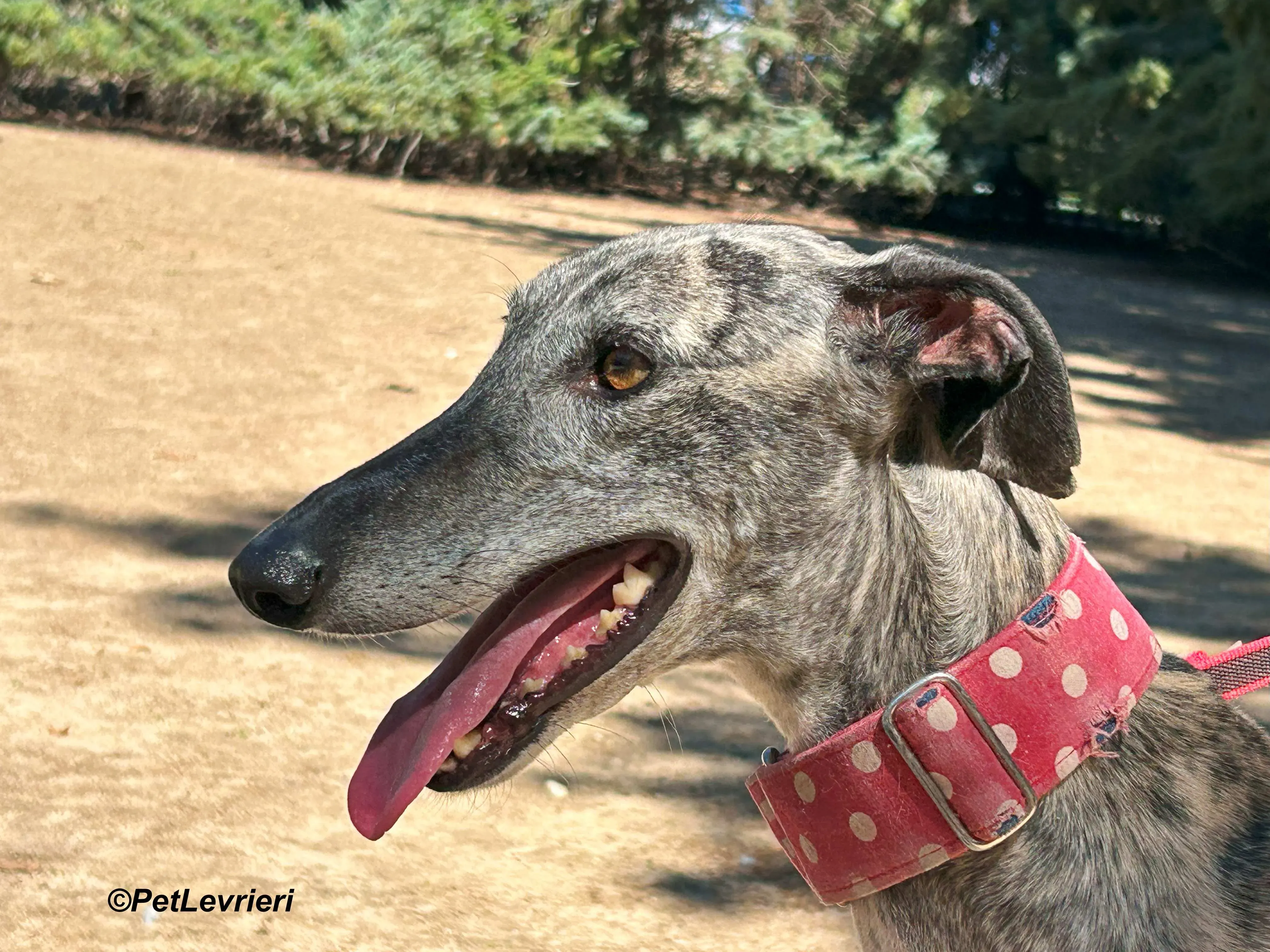 Bonnie galgo adozione pet levrieri onlus 10